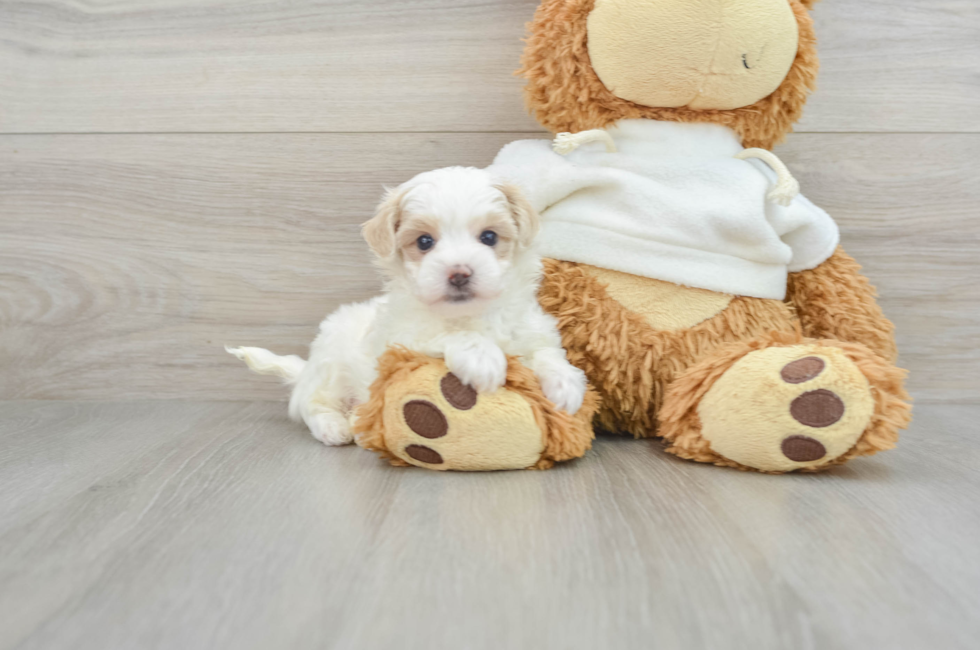 5 week old Maltipoo Puppy For Sale - Pilesgrove Pups