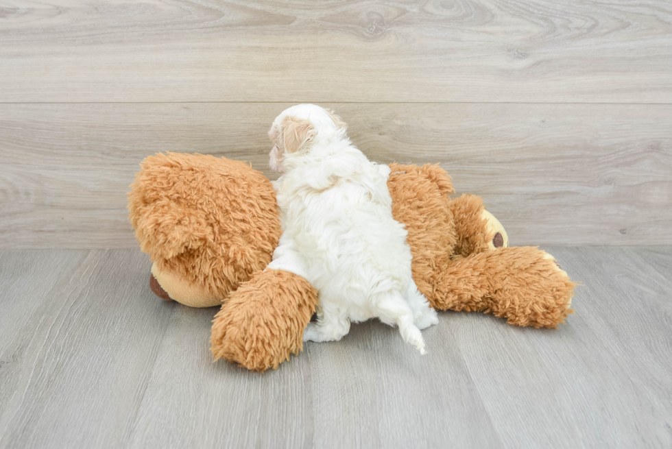 Happy Maltipoo Baby