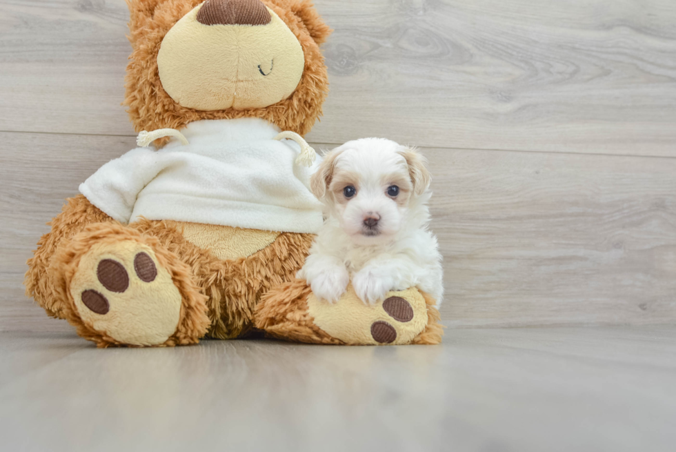 Funny Maltipoo Poodle Mix Pup