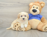 7 week old Maltipoo Puppy For Sale - Pilesgrove Pups