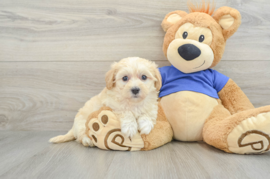 Adorable Moodle Poodle Mix Puppy