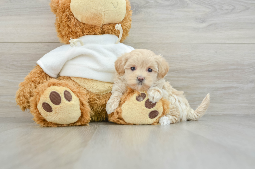 8 week old Maltipoo Puppy For Sale - Pilesgrove Pups