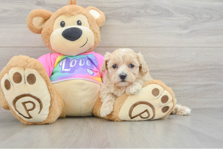 Maltipoo Puppy for Adoption