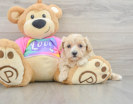 7 week old Maltipoo Puppy For Sale - Pilesgrove Pups