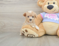9 week old Maltipoo Puppy For Sale - Pilesgrove Pups