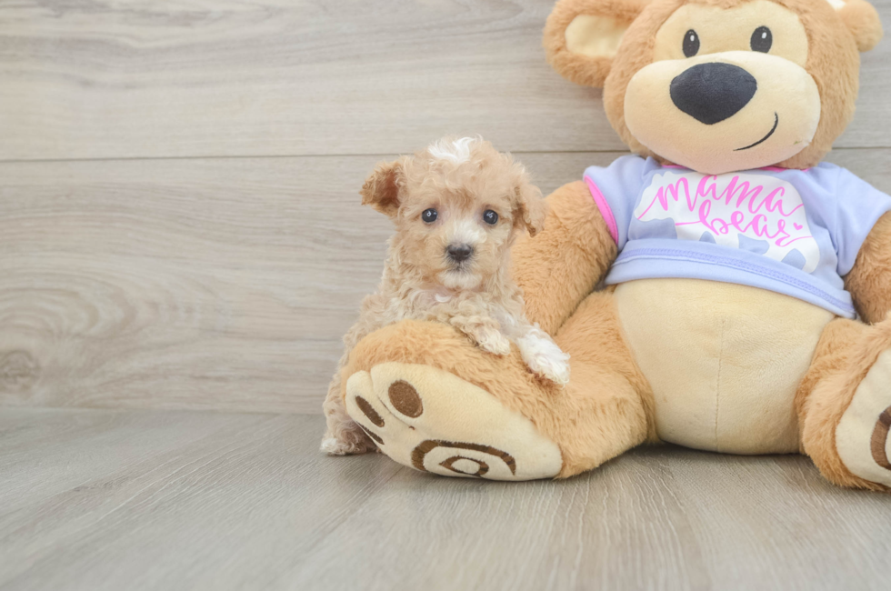 7 week old Maltipoo Puppy For Sale - Pilesgrove Pups