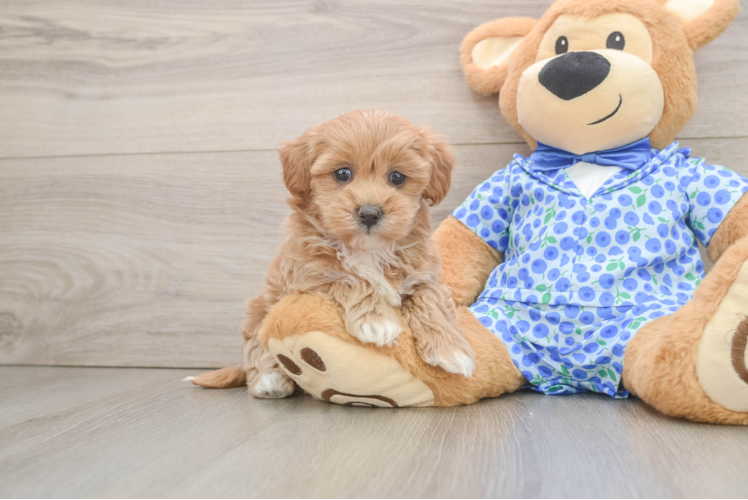 Hypoallergenic Multipoo Poodle Mix Puppy