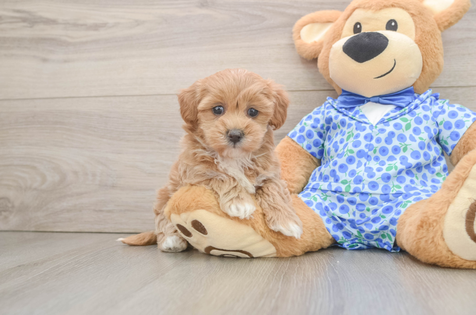 6 week old Maltipoo Puppy For Sale - Pilesgrove Pups
