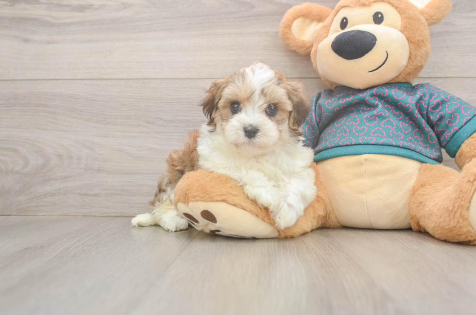 5 week old Maltipoo Puppy For Sale - Pilesgrove Pups