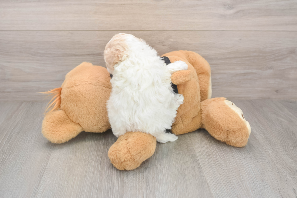 Maltipoo Puppy for Adoption