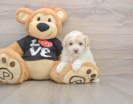 7 week old Maltipoo Puppy For Sale - Pilesgrove Pups