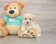 7 week old Maltipoo Puppy For Sale - Pilesgrove Pups