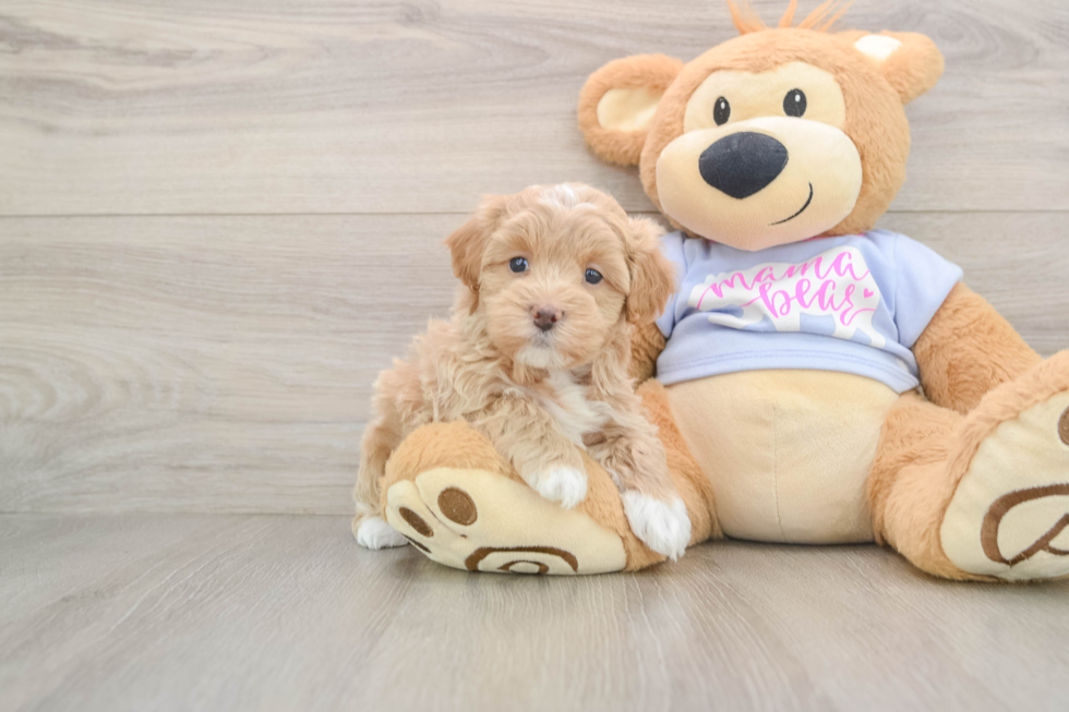 Maltipoo Puppy for Adoption