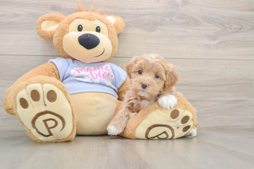 Maltipoo Puppy for Adoption