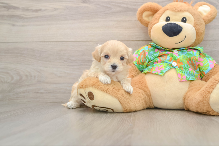 Best Maltipoo Baby