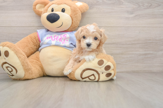 UMA, a Maltipoo littermate