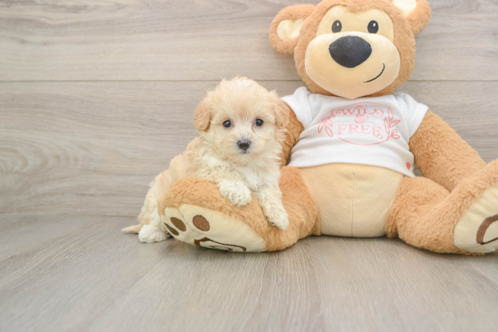Maltipoo Pup Being Cute