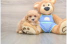 Maltipoo Puppy for Adoption