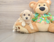 8 week old Maltipoo Puppy For Sale - Pilesgrove Pups