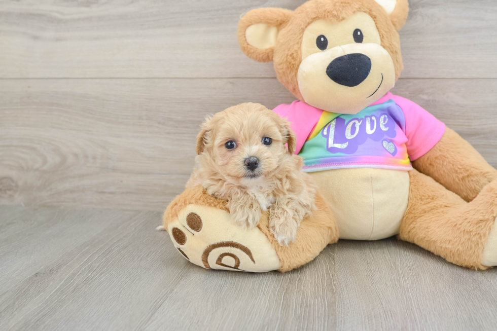 Energetic Maltese Poodle Poodle Mix Puppy