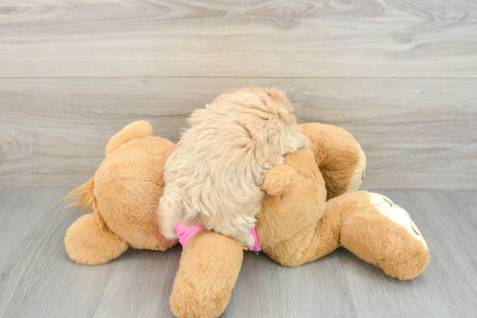 Fluffy Maltipoo Poodle Mix Pup