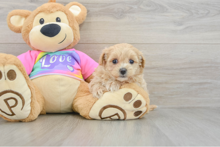 Fluffy Maltipoo Poodle Mix Pup
