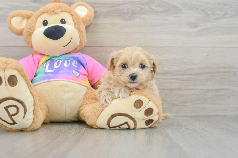 Fluffy Maltipoo Poodle Mix Pup