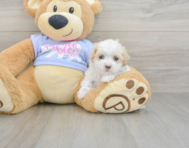 8 week old Maltipoo Puppy For Sale - Pilesgrove Pups