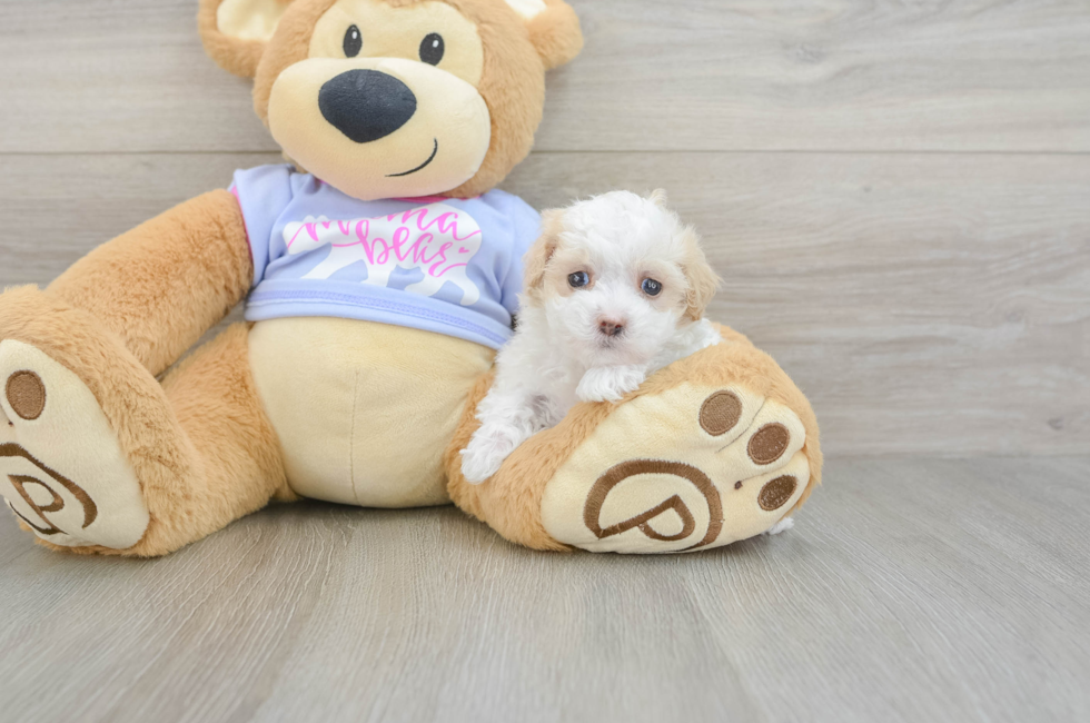 5 week old Maltipoo Puppy For Sale - Pilesgrove Pups