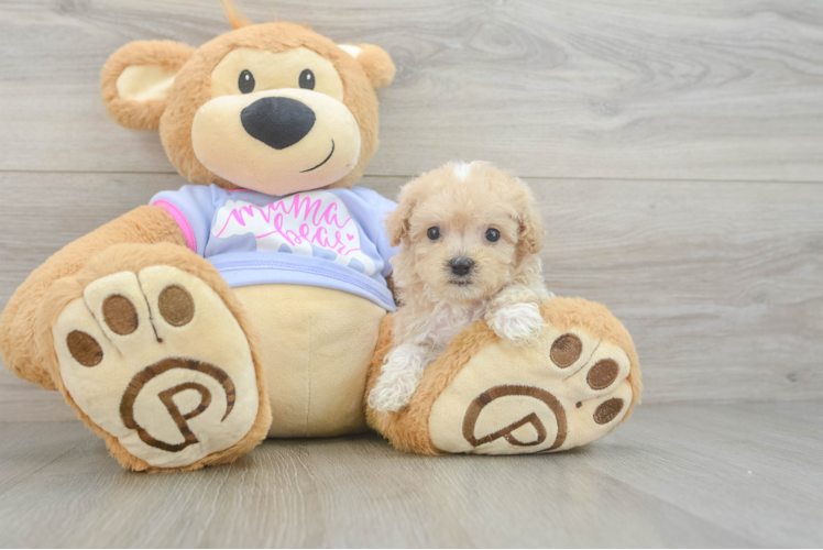 Best Maltipoo Baby