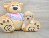9 week old Maltipoo Puppy For Sale - Pilesgrove Pups