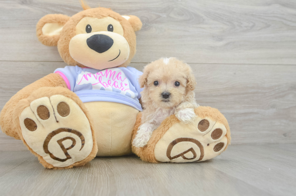 7 week old Maltipoo Puppy For Sale - Pilesgrove Pups
