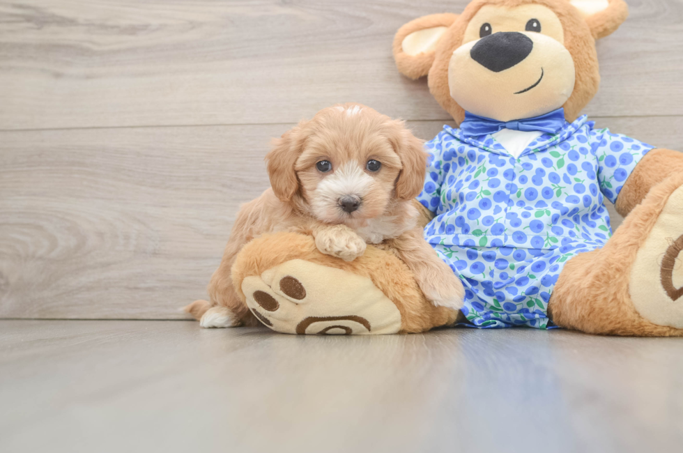 6 week old Maltipoo Puppy For Sale - Pilesgrove Pups