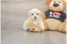 Hypoallergenic Malt a Poo Poodle Mix Puppy