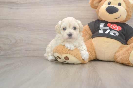 Hypoallergenic Malt a Poo Poodle Mix Puppy
