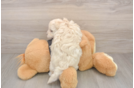 Playful Multipoo Poodle Mix Puppy