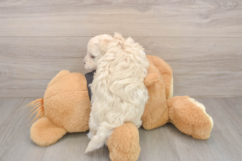 Playful Multipoo Poodle Mix Puppy