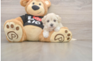Maltipoo Puppy for Adoption