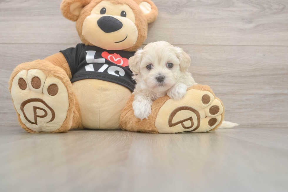 Maltipoo Puppy for Adoption