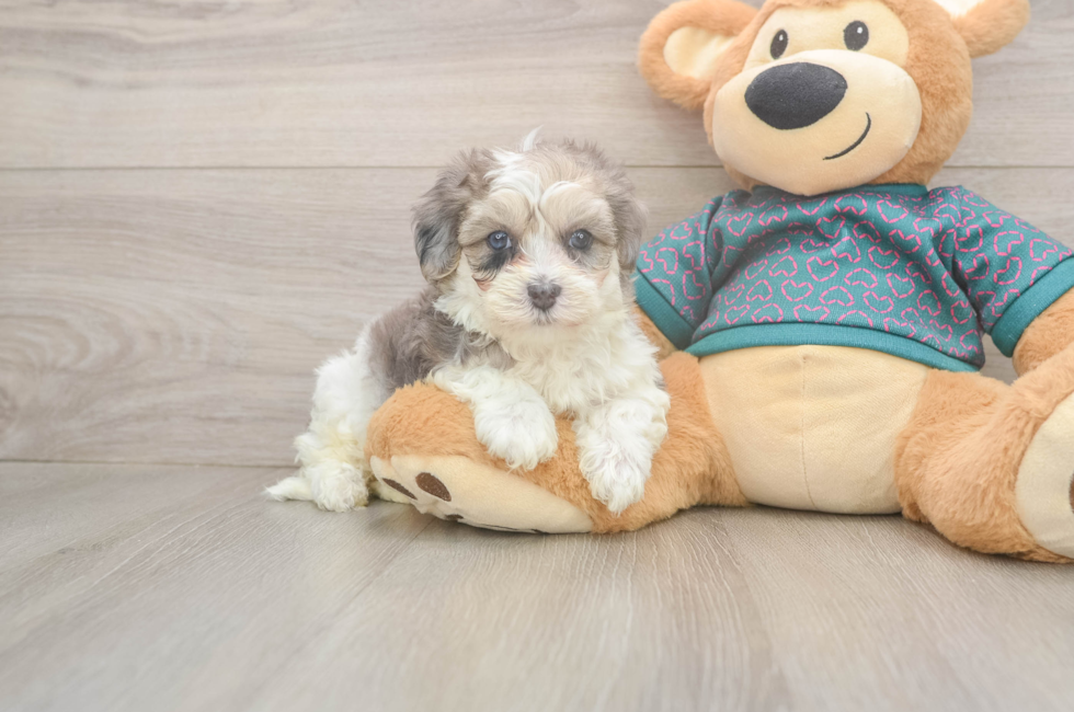 5 week old Maltipoo Puppy For Sale - Pilesgrove Pups