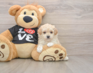 7 week old Maltipoo Puppy For Sale - Pilesgrove Pups