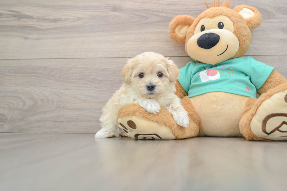Maltipoo Pup Being Cute