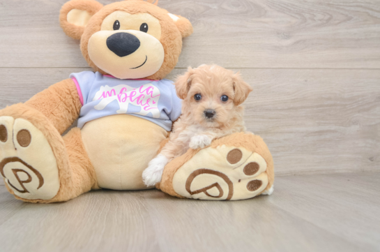 URSULA, a Maltipoo littermate