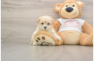 Petite Maltipoo Poodle Mix Pup