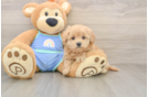 Small Maltipoo Baby