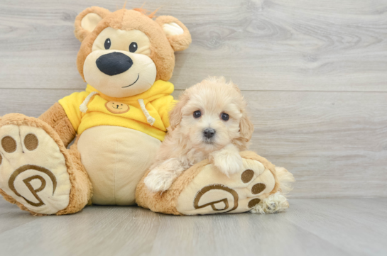 Maltipoo Pup Being Cute