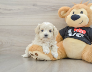 7 week old Maltipoo Puppy For Sale - Pilesgrove Pups