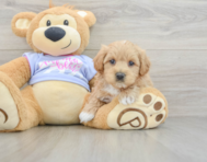8 week old Maltipoo Puppy For Sale - Pilesgrove Pups