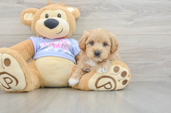 Petite Maltipoo Poodle Mix Pup
