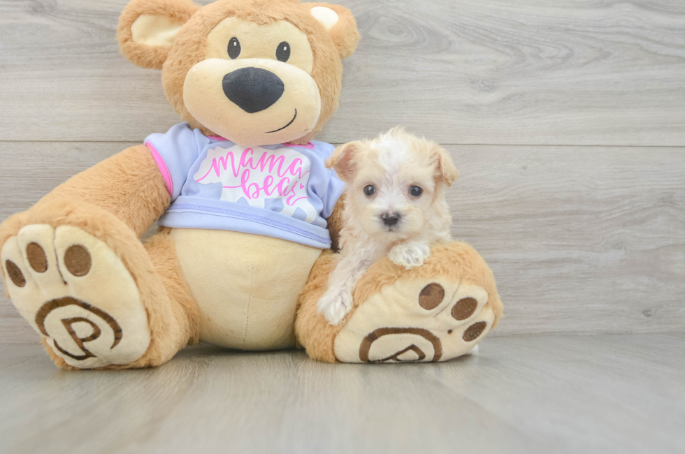 7 week old Maltipoo Puppy For Sale - Pilesgrove Pups